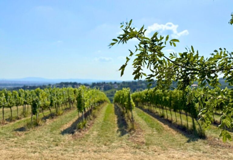 The New Vienna Wine Scene: Urban Vineyards and Natural Wines